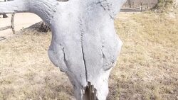 Animal skulls in Hwange National Park News Clip