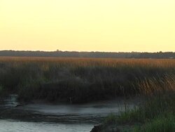 marsh  grass Stock Footage