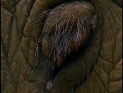 CU Indian Elephant, Elephas maximus eye, Western Ghats, India Stock Footage