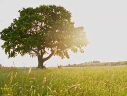SLO MO Girl swinging in the middle of the meadow Stock Footage
