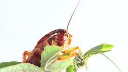 American cockroach Stock Footage