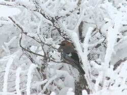 CU Shot of birds perching on tree during snowing at MT. Deogyusan / Mujugun, Jeollabuk do, South Korea Stock Footage