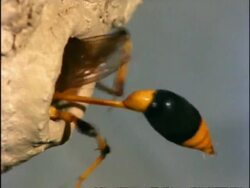 Mud-dauber Wasp (Sceliphron) CU nest building, Australia Stock Footage