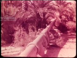 Sahara, Algeria, 1954 - Workers in the farms, women washing clothes and weaving Stock Footage