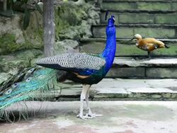 Peacock displaying colorful feathered tail Stock Footage