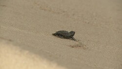 A baby sea turtle inches over the sand past a tiny crab. Stock Footage