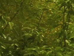 Bamboo Forest in Wind Stock Footage
