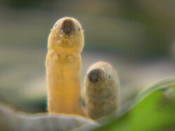 Close Up pan-left - Two silkworms poke their heads up. / Malaysia Stock Footage