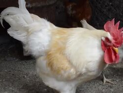 White rooster and hens in natural surroundings. Stock Footage