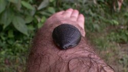 A large leech slithers along a man's arm. Stock Footage