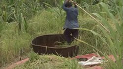 A man stomps rice plants while standing in a large woven basket. Stock Footage