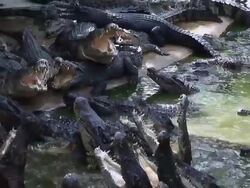 Crocadile Feeding Frenzy Stock Footage