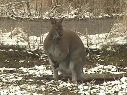 Kangaroo in Snow Stock Footage