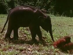 A baby elephant chases two young orangutans rolling down a hill. Stock Footage