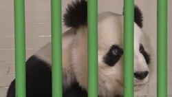 VOICED : Mexico cuida a las dos pandas mas longevas fuera de China News Clip