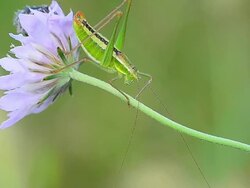 Grasshopper Stock Footage