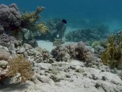 Arabian picasso triggerfish (Rhinecanthus assassi) fanning and guarding its transparent egg mass. Filmed in Abu Nuhas, Red Sea Stock Footage