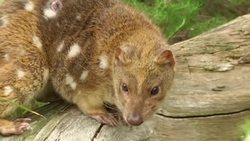 New efforts to save a threatened species Instructional Video