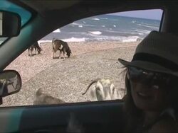 Woman feeding crazy goat from inside a car Stock Footage