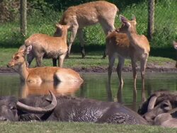Red Deer & Asian Buffalos at Safari Park News Clip