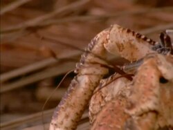 BCU Pan right, Antennae of Robber Crab, Seychelles Stock Footage