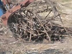 Harvest Sugarcane Stock Footage