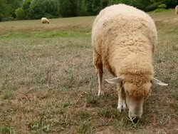 Grazing sheep close up Stock Footage