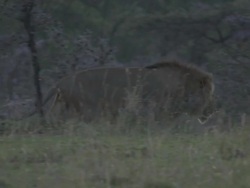  MS TS Lion and lioness walking in grassland  / Tanzania Stock Footage