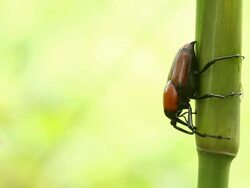 Bamboo Beetle Stock Footage