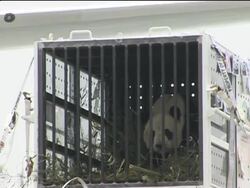 American-born pandas reach their new home in China News Clip