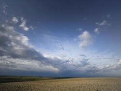 WS Shot of Geese migrating at sunset / Lodi, California, United States Stock Footage