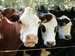 PAN Cows Standing in Row Along Fence / Richmond. Virginia, USA  Stock Footage