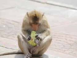 Monkey eating Stock Footage