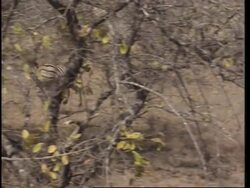 Animals relocated to multinational game park News Clip