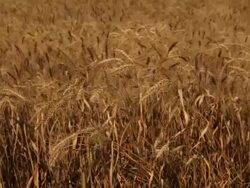 Wheat Field Stock Footage