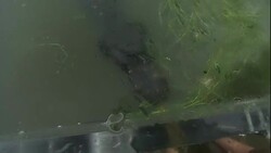 A naturalist stands in a glass cage and teases an alligator. Stock Footage