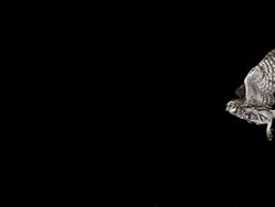 Little Owl athene noctua flying against black background, Slow motion Stock Footage