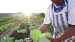 Close up harvesting organic vegetables African woman Stock Footage