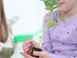 HD: Cute Little Girl Holding Small Plant. Stock Footage
