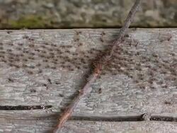 Termites walking on the ground Stock Footage