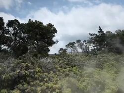 MS Shot of steam rising from steam vents blowing over ferns, trees and bushes with Kilauea Caldera in distance at Volcanoes National Park / Volcano, Hawall, Big Island, United States Stock Footage