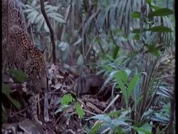 MS Jaguar walking through forest, South America Stock Footage
