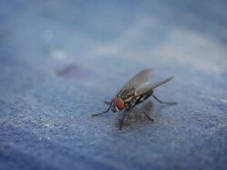 Fly macro Stock Footage
