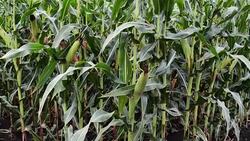 Field of corn crop Stock Footage