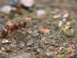 Ant Stock Footage