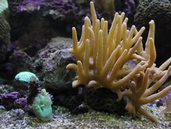 Staghorn corals Stock Footage