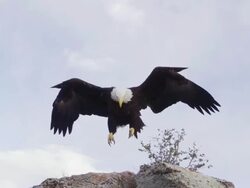 MS TS Bald Eagle landing on rock edge / Boise, Idaho, United States Stock Footage