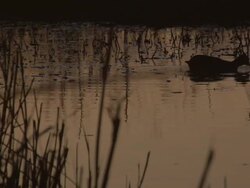 L/S coot, waterfowl in a wetland at sunset Stock Footage