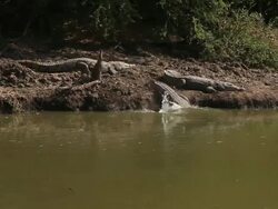 Alligators diving Stock Footage