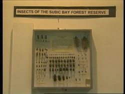 PHILIPPINES: ZAMBALES: NEW SPECIES OF BAT IS DISCOVERED News Clip